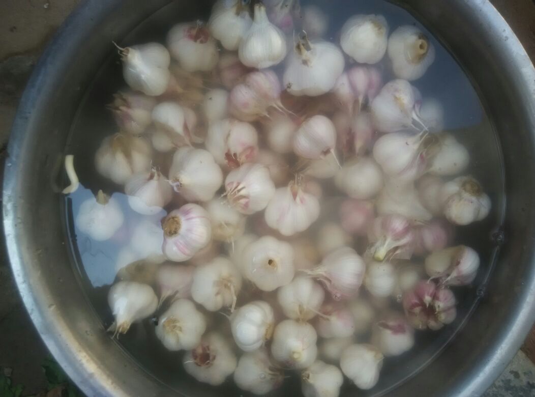 大蒜_平均直径:混级统货 瓣型:四六瓣 皮颜色:白