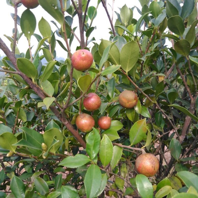 油茶籽99%以上