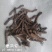 仙茅