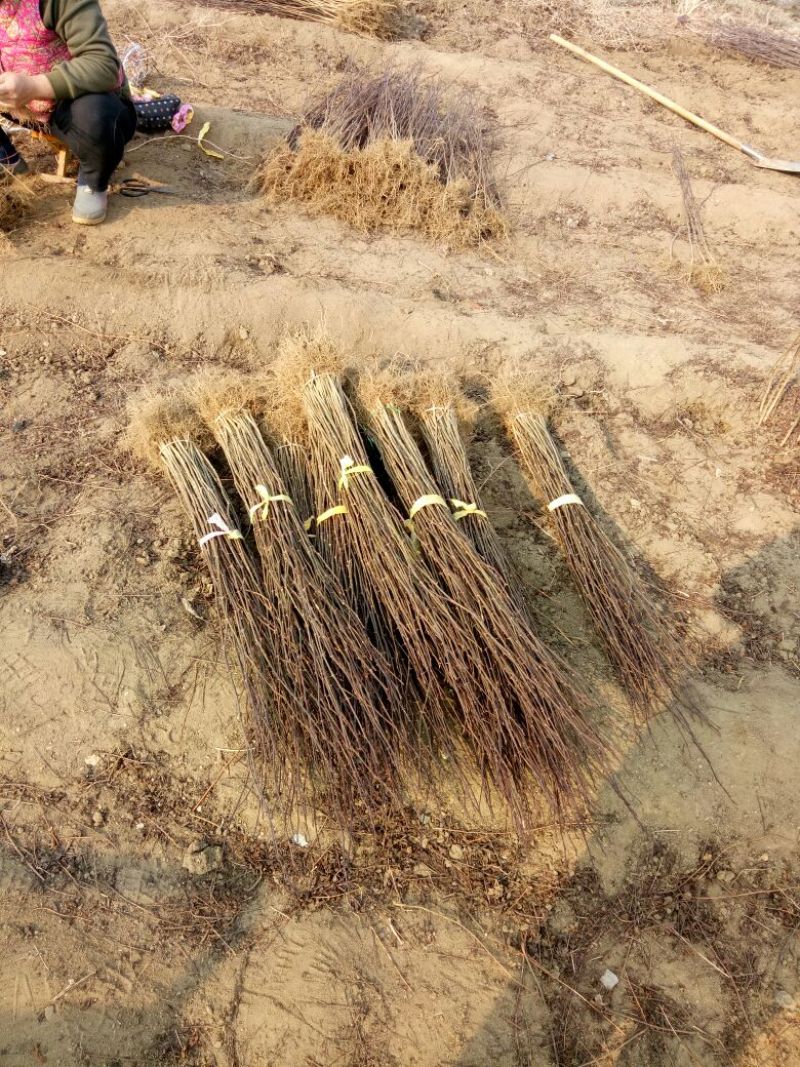 花椒苗1~2年，品种保证，质量保证，现挖现卖