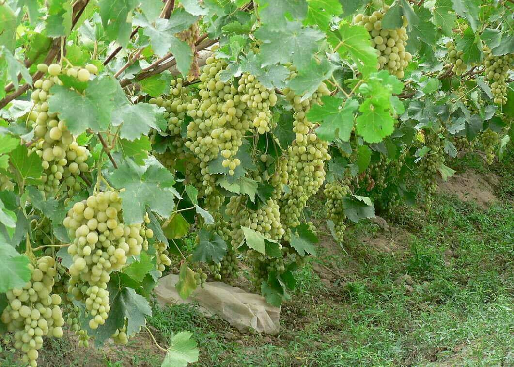 河北邢台市广宗县维多利亚葡萄 1~2斤 5%以下