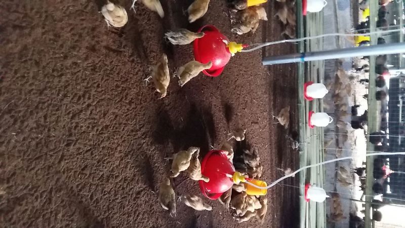 土鸡苗1斤以下