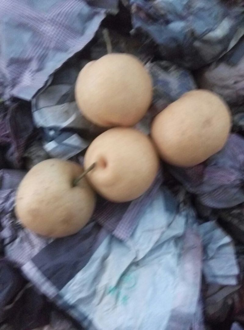 晚秋黄梨200~250g纸加膜