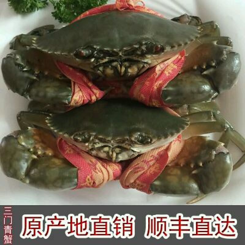 锯缘青蟹食用雄蟹