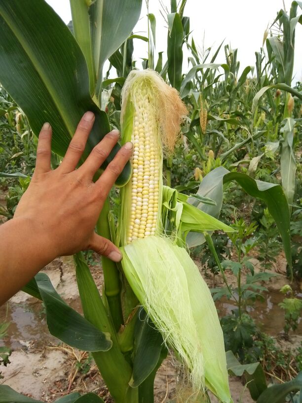 糯玉米田可以用什么除草剂