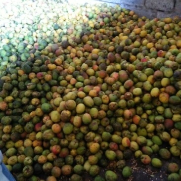 酸木瓜0.5~1斤