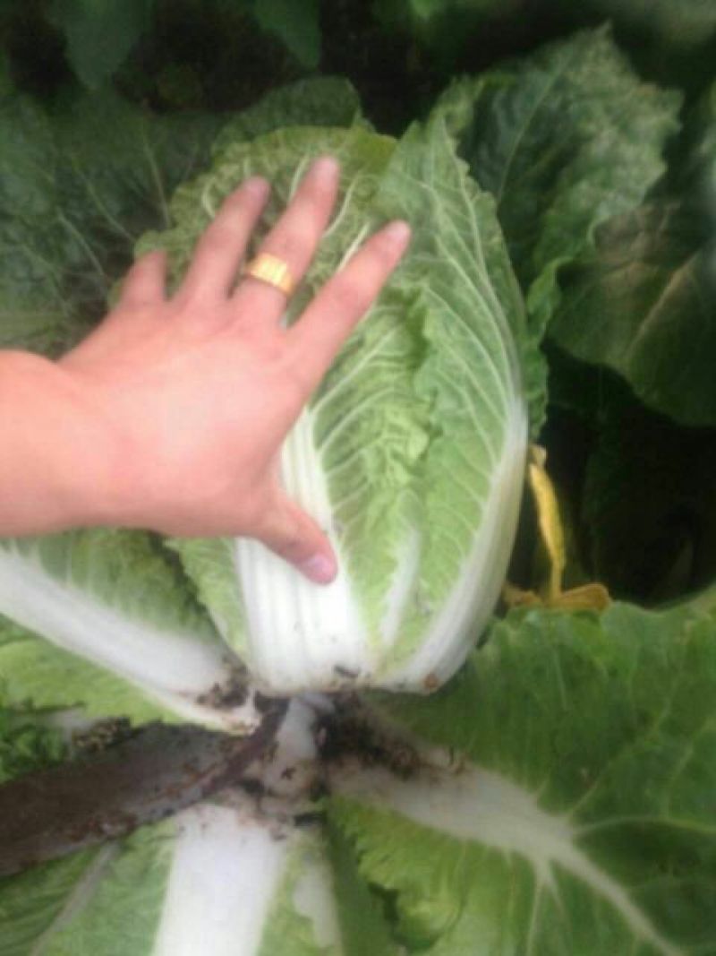 精品娃娃菜4~5两以上货源充足基地直供！