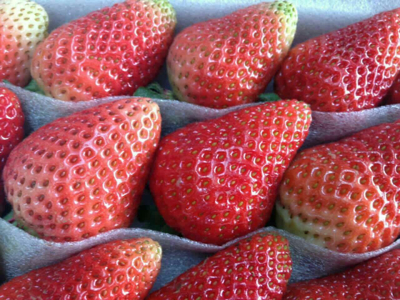 云南曲靖市会泽县法兰蒂草莓 20克以上批发_徐