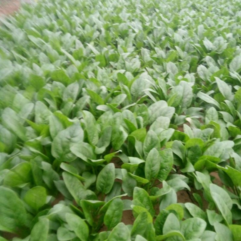 精品大叶菠菜基地直供量大从优，做工精细，全国发货，