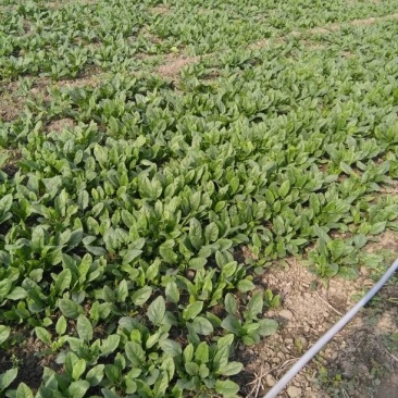 越冬菠菜15~20厘米
