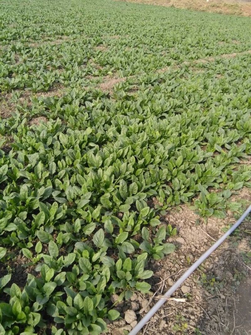 越冬菠菜15~20厘米