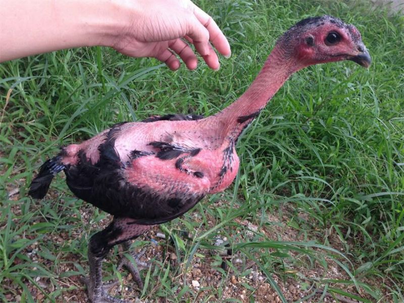 斗鸡苗1斤以上出壳苗
