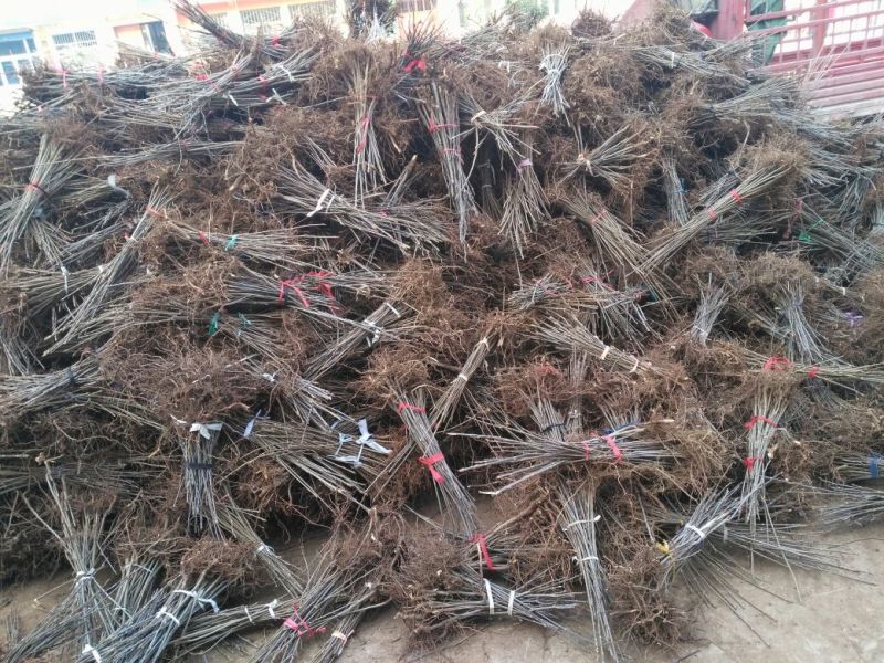 香椿苗品种全价格优