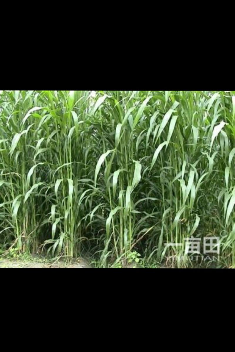 牧草