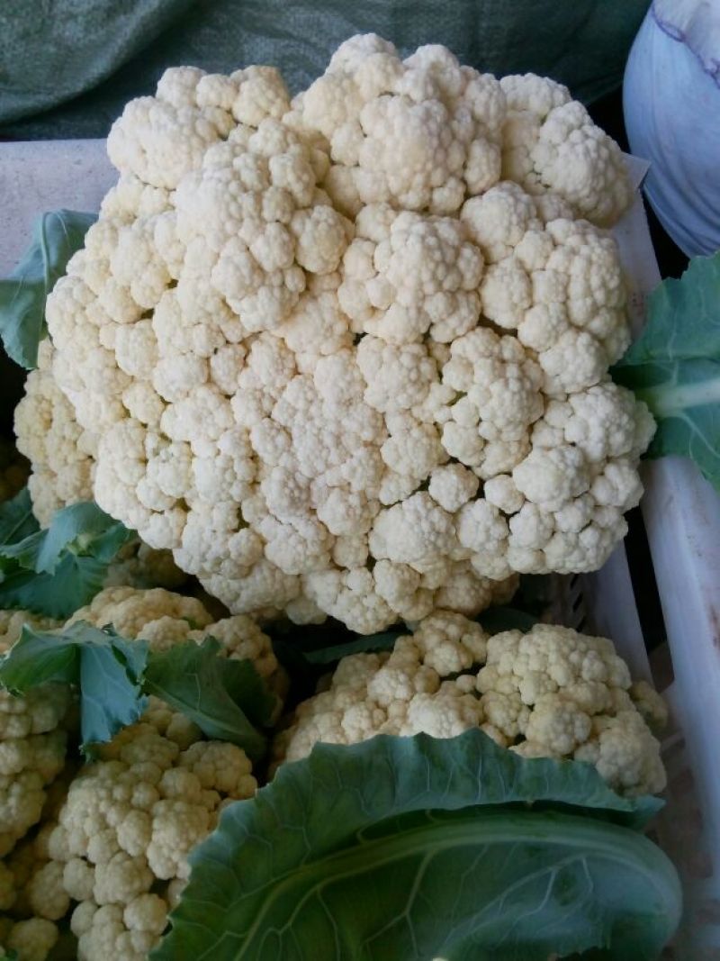 白花菜散装