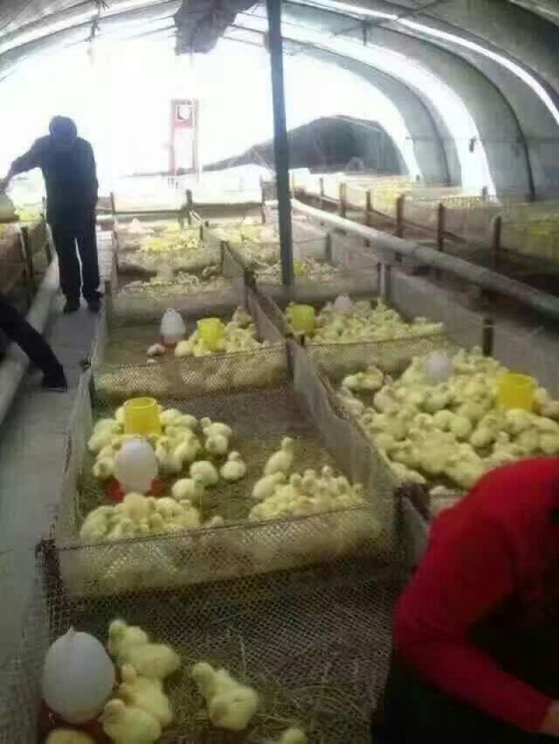 狮头鹅苗250g以下