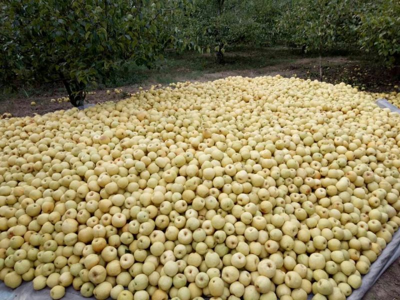 砀山梨400~450g纸箱