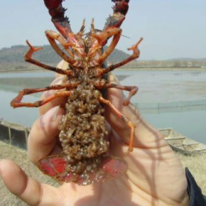 红螯螯虾湖北武汉_批发_供应-一亩田农业网_专业的农产品信息商务平台