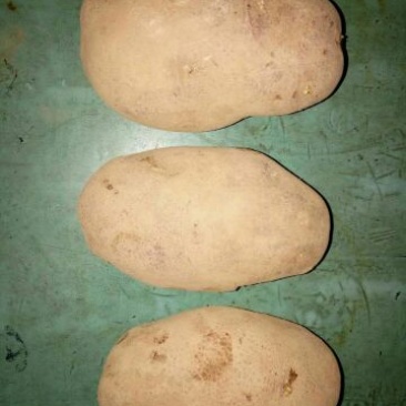 土豆