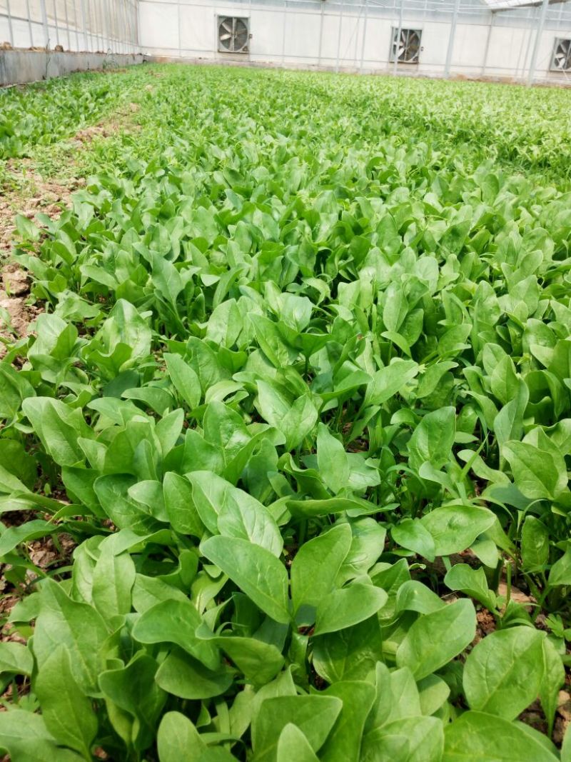 大叶菠菜10~15厘米