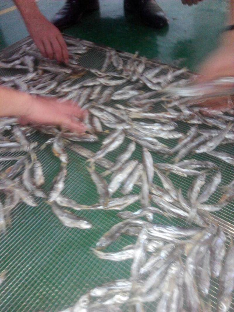 河汊小干鱼