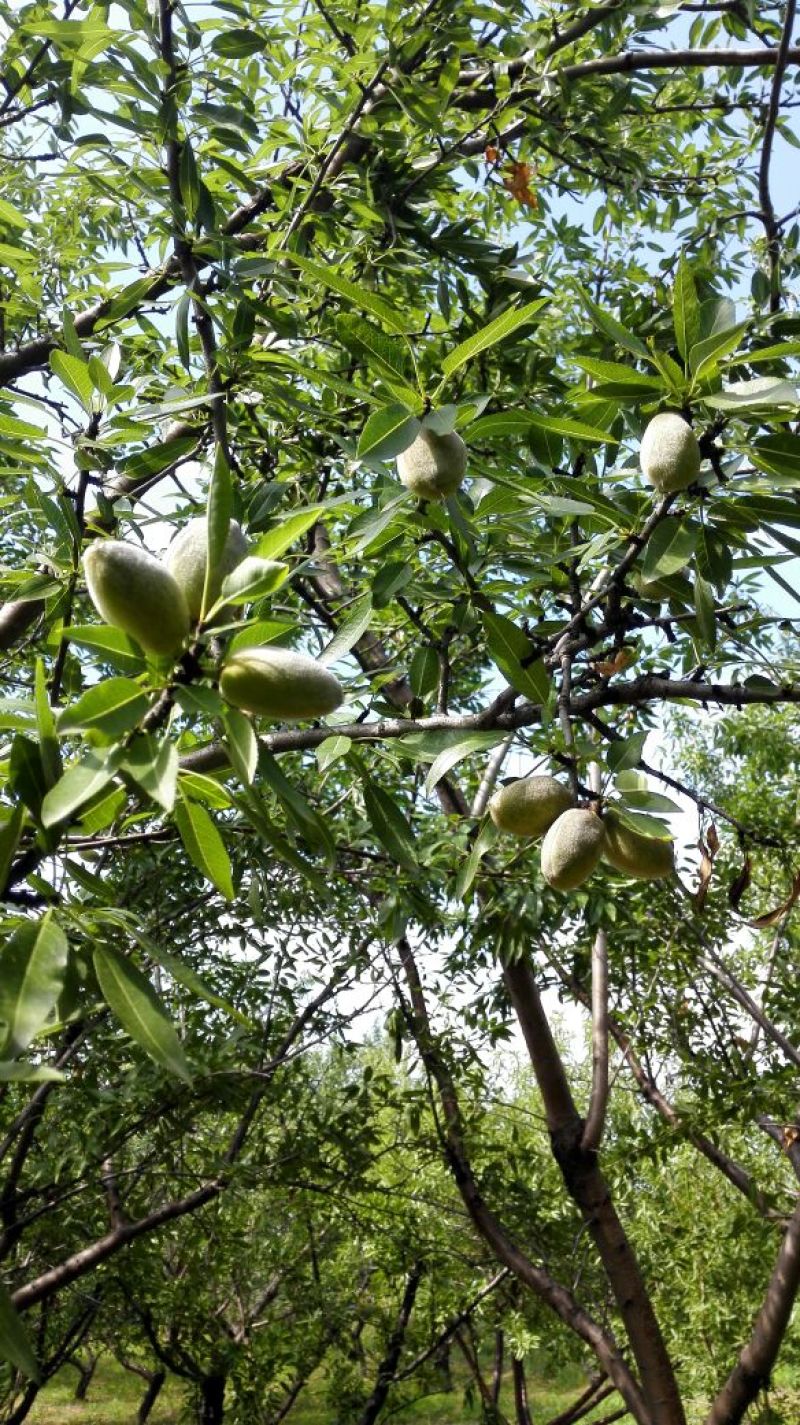 新鲜纸皮巴旦木200亩种植基地马上开始批量订购，先到先得