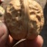 薄皮核桃