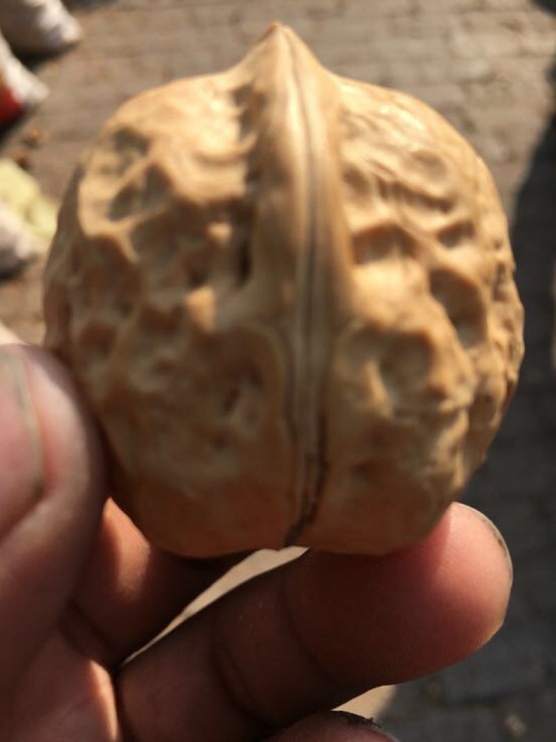 薄皮核桃