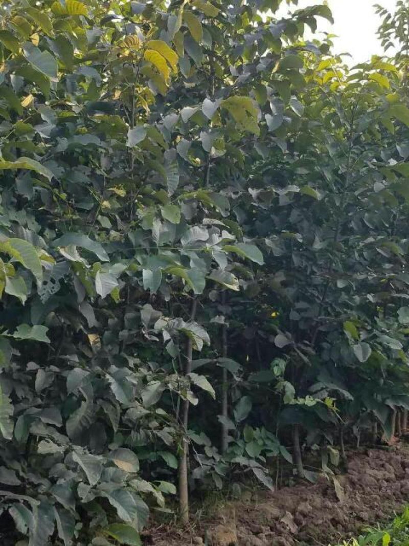 核桃苗二年苗150~200cm