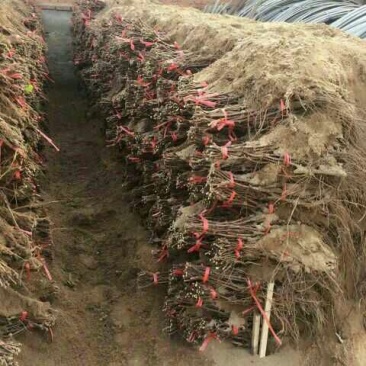 巨峰葡萄苗当年葡萄苗嫁接葡萄苗葡萄苗新品种
