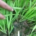 富生韭菜根粗叶厚，颜色黑