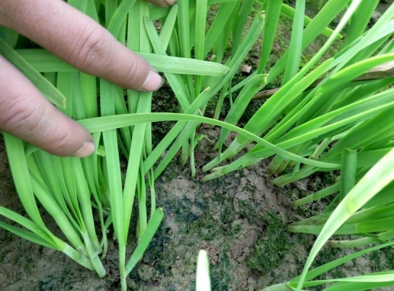 富生韭菜根粗叶厚，颜色黑