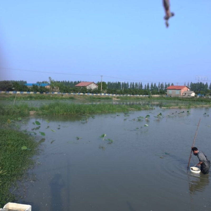 生态甲鱼