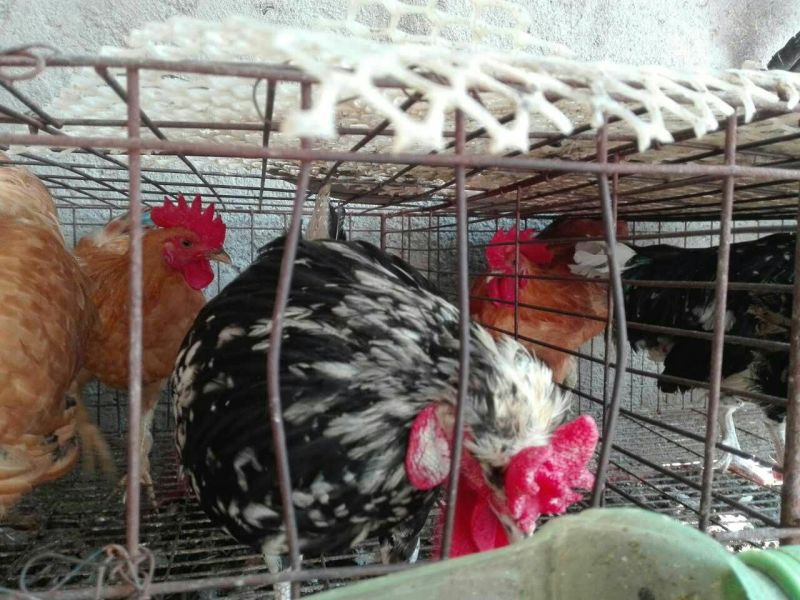 贵妃鸡苗1斤以下