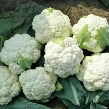 白花菜包装