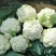 白花菜包装