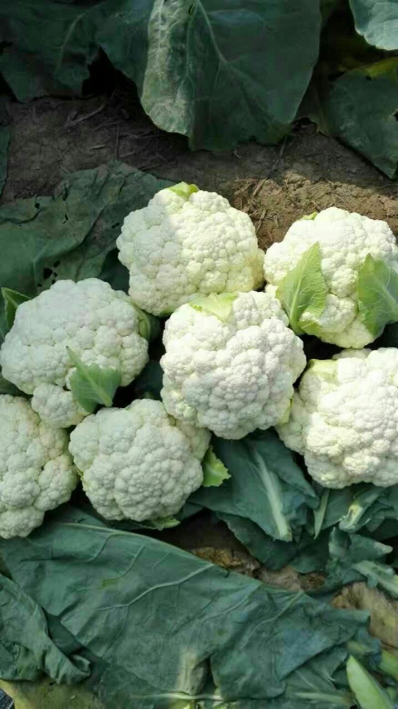 白花菜包装