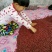 红小豆散装