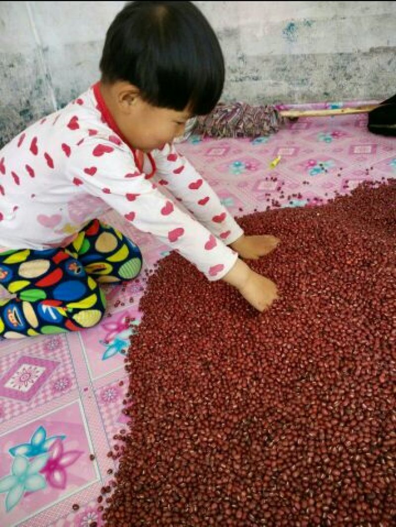 红小豆散装