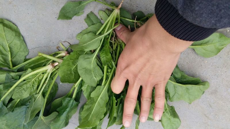 全能菠菜15~20厘米