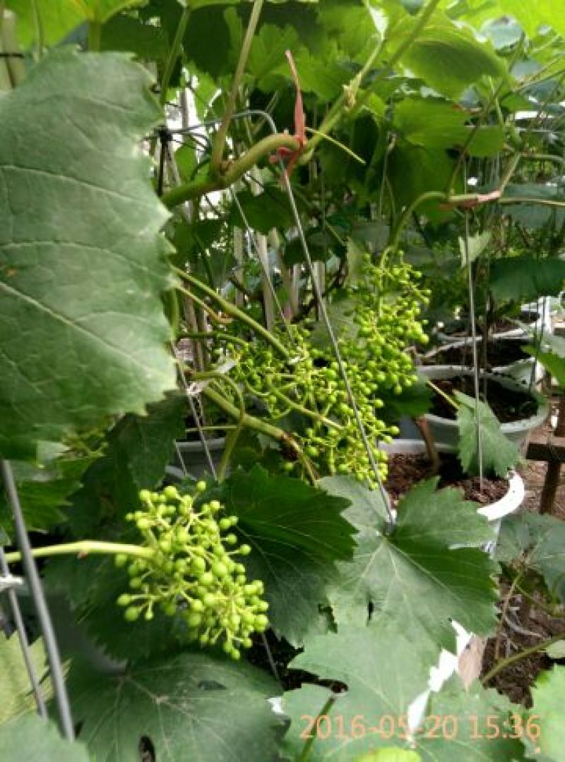 盆栽葡萄80~100cm