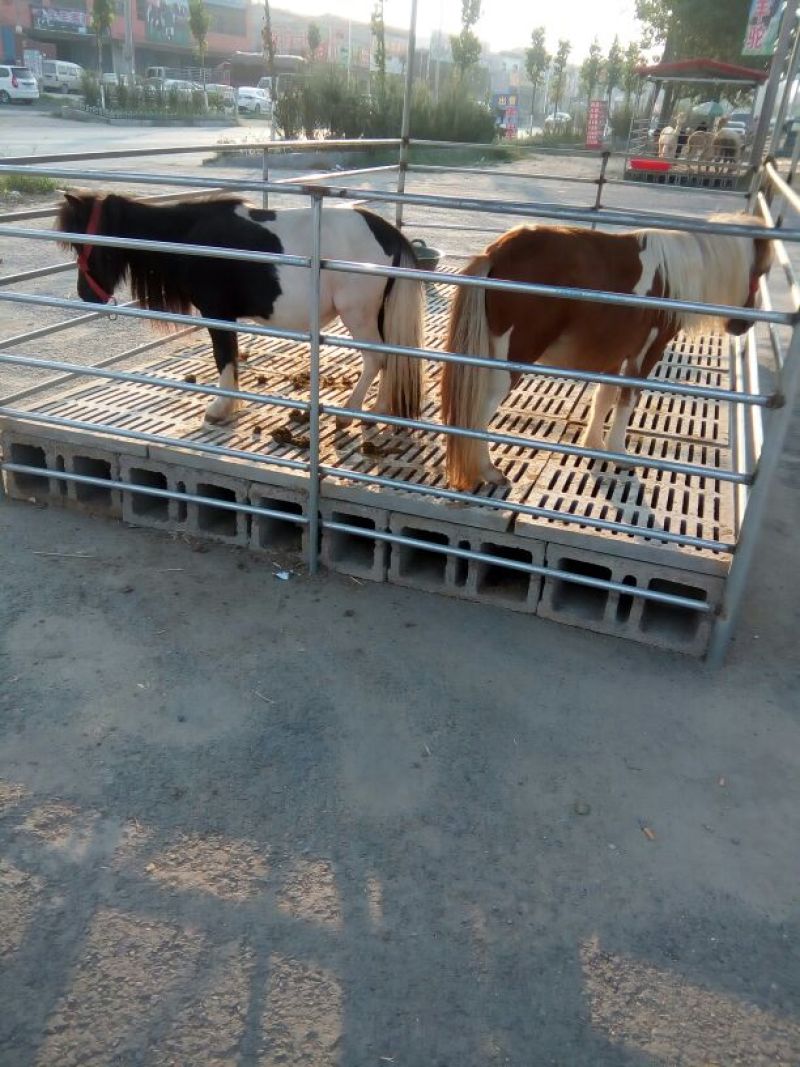 羊驼140斤以上