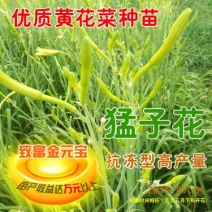 黄花菜种苗--猛子花