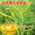 黄花菜种苗--猛子花