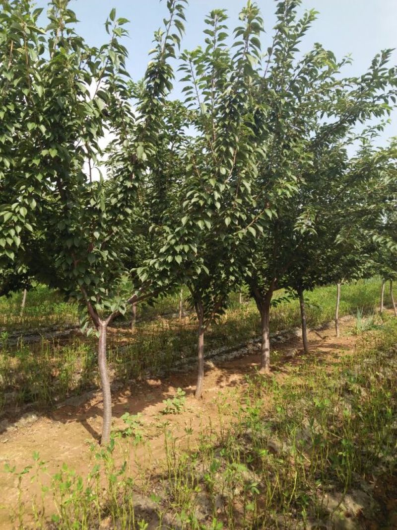樱花树，树形好，樱花树，树形好