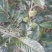 大红袍板栗苗50cm以上