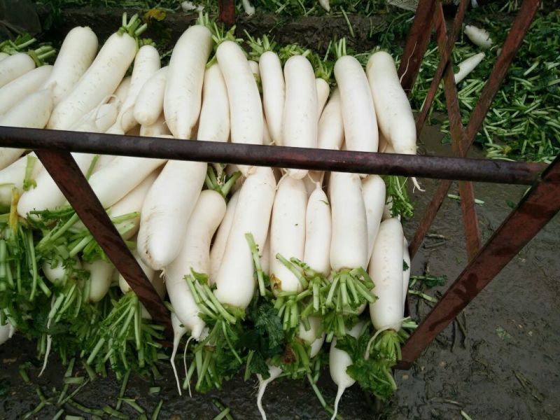 白萝卜1.5~2斤起