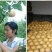 圆黄梨350~400g纸箱