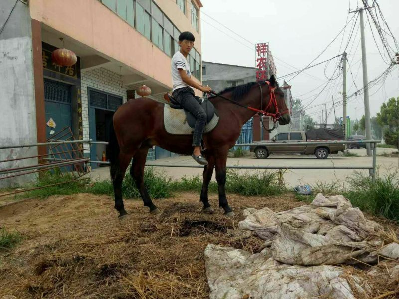 肉马300~400kg