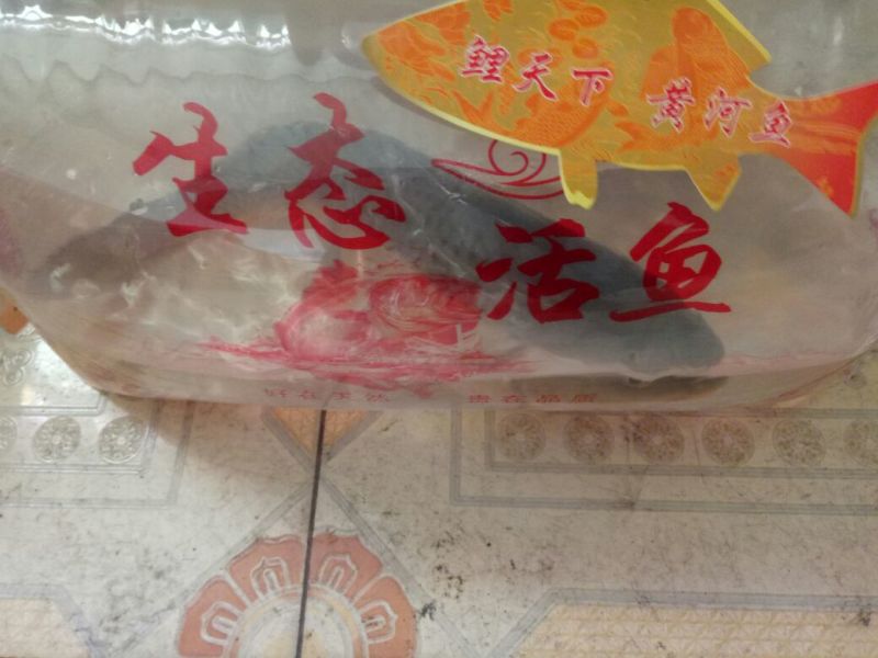 黄鲤鱼食用2~3公斤